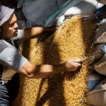 الحكومة-تشتري-من-الفلاحين-4.6-مليون-طن-قمح-منذ-بدء-موسم-الحصاد