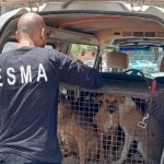 الإسكان:-جهود-مكثفة-لمواجهة-ظاهرة-الكلاب-الضالة-داخل-المدن-الجديدة