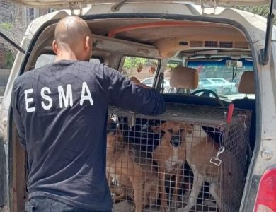 الإسكان:-جهود-مكثفة-لمواجهة-ظاهرة-الكلاب-الضالة-داخل-المدن-الجديدة